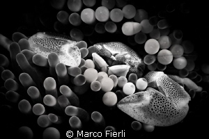 porcelain crab by Marco Fierli 